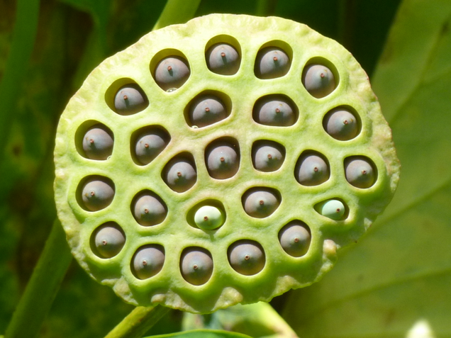 Illustration for article titled The iPhone Lenses Are Giving Me Trypophobia